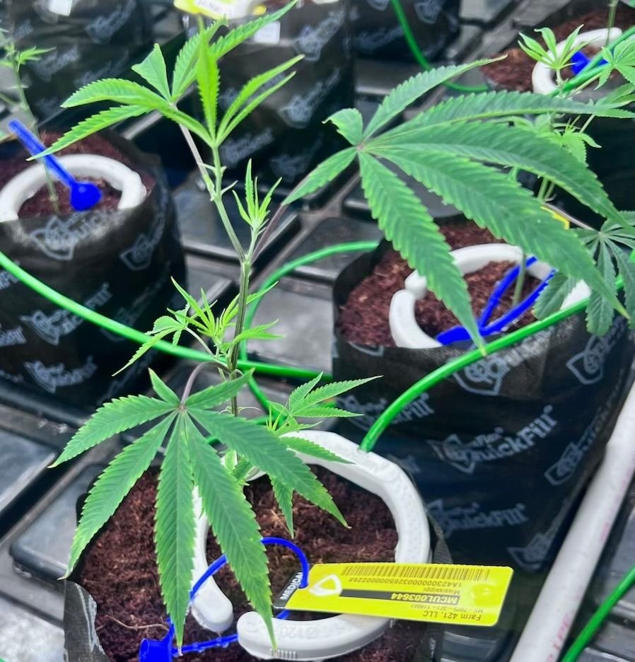 Product sample image